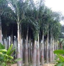 [绿林园艺]大量出售狐尾椰子,数量200+,胸径12-25CM,干高3-6M.