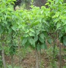 丁香 灌木类绿化植株 小区园林绿化 各种规格产地大量现货供应