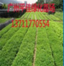 广州最大的营养杯树苗生产商-批发商-提供各种优质绿化苗木