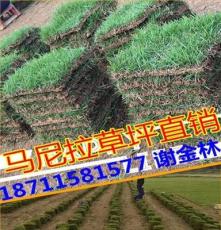 供应湖南郴州  马尼拉草坪  耐寒耐践踏优质草皮有限公司商铺