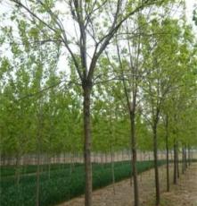 供应绿化苗木 乔木类 白蜡 青榔木、白荆树 规格齐全 量大优惠