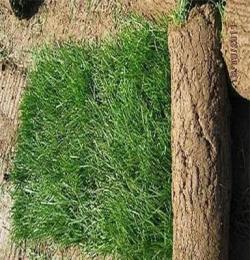 草坪,草皮价格:四季青,早熟禾,矮生百慕大,天堂草,高羊茅,狗牙根