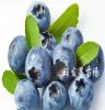 厂家供应批发果树苗 盆栽蓝莓苗 南方北方种植 耐抗寒大苗 农家自种