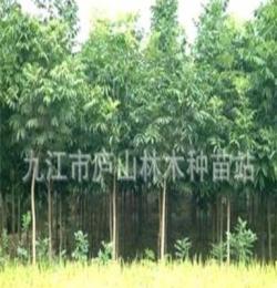 供應無患子苗木 園林綠化苗木 園林植物 喬木