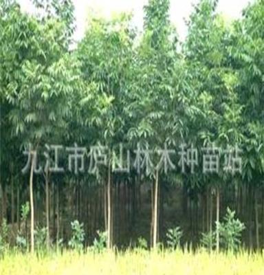 供应无患子苗木 园林绿化苗木 园林植物 乔木