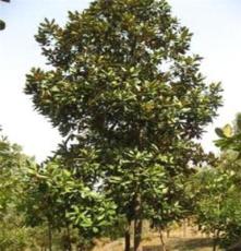 优质绿化乔木-优质大规格广玉兰 胸径8-20-30cm