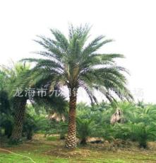 福建热带植物中东海枣树价格！ 福建银海枣树报价！
