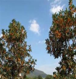 灌木 出售大量树形饱满的八月桂花树
