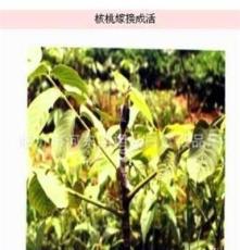 临沂河东苗木基地果树良种苗木繁育中心提供核桃良种嫁接苗