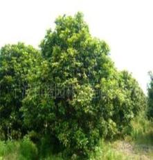 大量供应优质精品园林绿化苗木（灌木）：四季桂