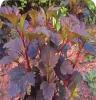 紫叶风箱果-灌木-蒙草抗旱绿化苗木-耐寒、耐旱