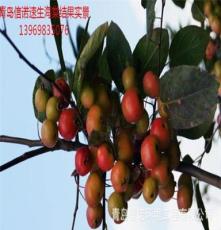 速生绿化灌木日本海棠冬红海棠西府海棠速生品种规格1-8公分