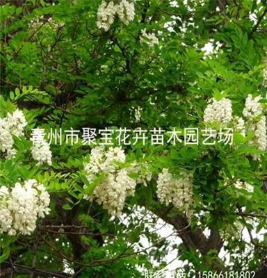 青州厂家直销 乔木 刺槐 专业种植 大量生产 质优价廉 图