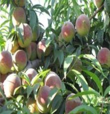 供应 晚熟高产大果蜜桃—好苗木尽在青州利民果树之乡