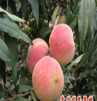 青州利民果树苗木场供应映霜红桃苗