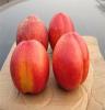 青州利民果树最新油桃品种 2-19：独家引进、开发甜油桃新品种