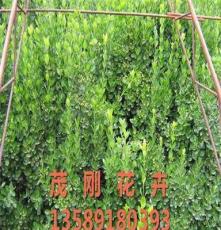 青州绿化苗木种植基地