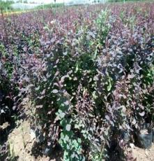 绿森花卉大量供应优质红叶小檗，紫叶小檗