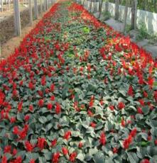 绿森花卉大量供应优质一串红