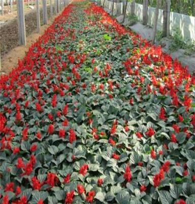 绿森花卉大量供应优质一串红