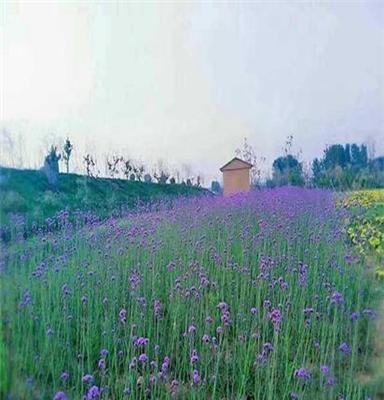 景观花海花卉,时令花海花卉,宿根花海花卉