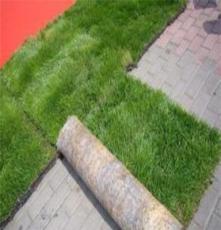 贵州植生毯国标500绿化植草毯