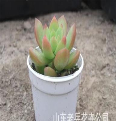 老兵花卉苗木大量供应多肉植物黄丽（5cm左右）