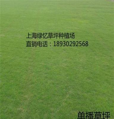 上海沙坪草坪  上海草皮价格 绿洲草坪种植场基地直销 最实惠