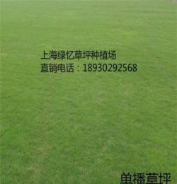 上海草坪 上海草皮价格 绿洲草坪种植场基地直销 最实惠