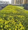 西安屋顶绿化网-景观工程