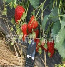 大棚草莓苗 盆栽草莓苗 果树苗 优质耐贮存草莓苗