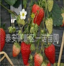 大棚草莓苗 盆栽草莓苗 果树苗 各种果树苗批发