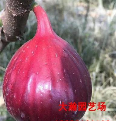 无花果树苗 当年结果无花果苗 波及红 大青皮 布兰瑞克