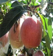 果树苗木 苹果树苗 八月富士王苹果苗 优良品种