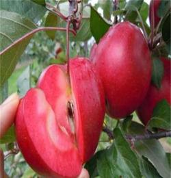 矮化苹果树苗 短枝易摘苹果苗 红肉苹果苗子 优质嫁接果树苗