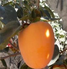 柿子树基地 1公分柿子苗价格 富有甜柿苗介绍