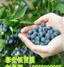 组培蓝莓苗,小苗,优良低价