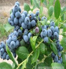 果树 苗木繁育基地供应蓝莓苗 蓝莓苗新品种 自产自销