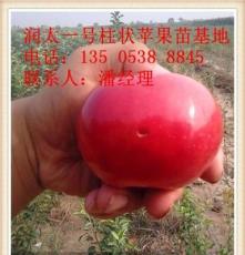果树苗木 中卫出售优质3公分苹果苗 占地矮化苹果苗批发多钱一株
