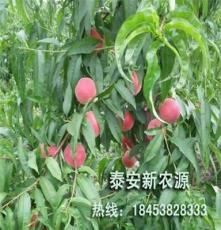 泰安新农源 2-8公分桃树苗价格