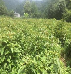 五峰瀚林 二年生香果树苗 苗高50-100厘米