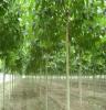 重庆多种苗木种植林业开发批发厂家 巫山县宏艳农业开发有限公司