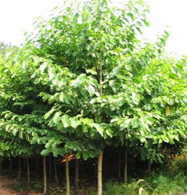 巫山县宏艳农业开发有限公司提供 重庆高品质苗木种植厂家