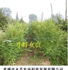 批發(fā)精品苗木長(zhǎng)青灌木小葉女貞球