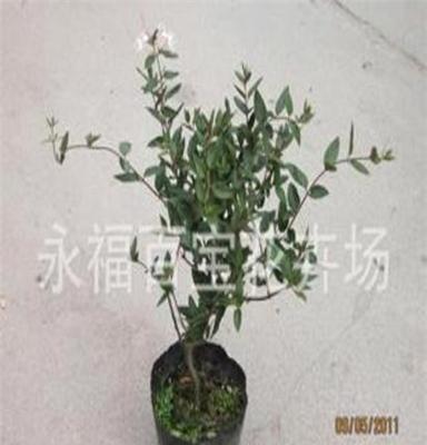 供应工程绿化苗木-金银花 盆栽花卉 花农直销