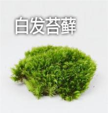 新鲜小白发藓青苔盆栽 苔藓生态瓶多肉植物DIY造景摆件 一份装