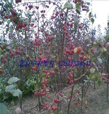 供应大樱桃树出售国槐，法桐，银杏，白蜡买果树请联系中农维科