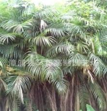 供應美麗針葵 棕櫚植物 福建漳州馬口苗木公司 廣東園林工程綠化