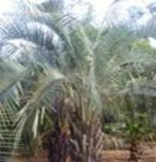 供应布迪椰子 华盛顿棕榈类植物基地园艺 福建漳州马口绿化树销售