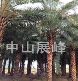 銀海棗（野海棗） 優質綠化棕櫚植物